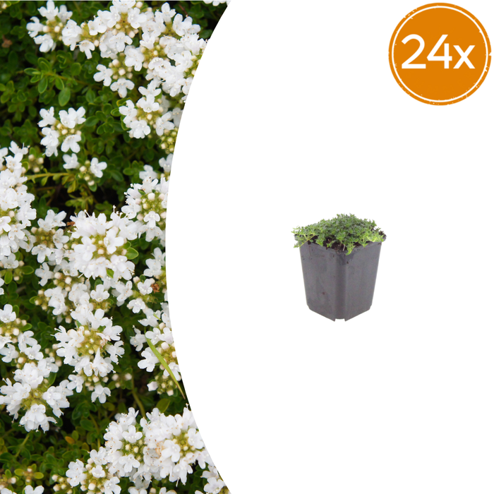 24x Thymus praecox 'Albiflorus' - ↕10-25cm - Ø9cm