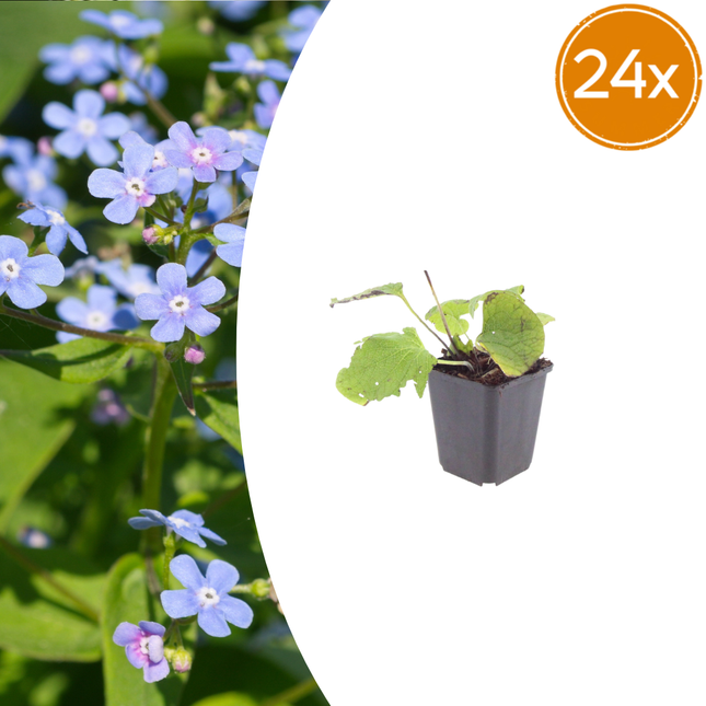 Brunnera macrophylla - Nomeolvides del Cáucaso - - ↕10-25cm - Ø9cm - 24x