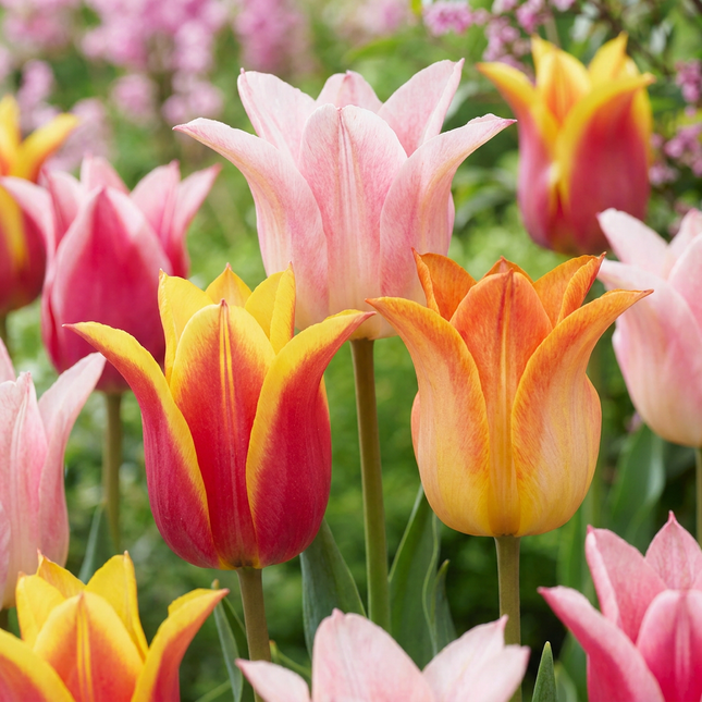 48x Tulipa Ballade mix - Bloembollen - Lelievormige tulp Ballade mix - Diversen - Voorjaarsbloeier - Bolmaat 11/12