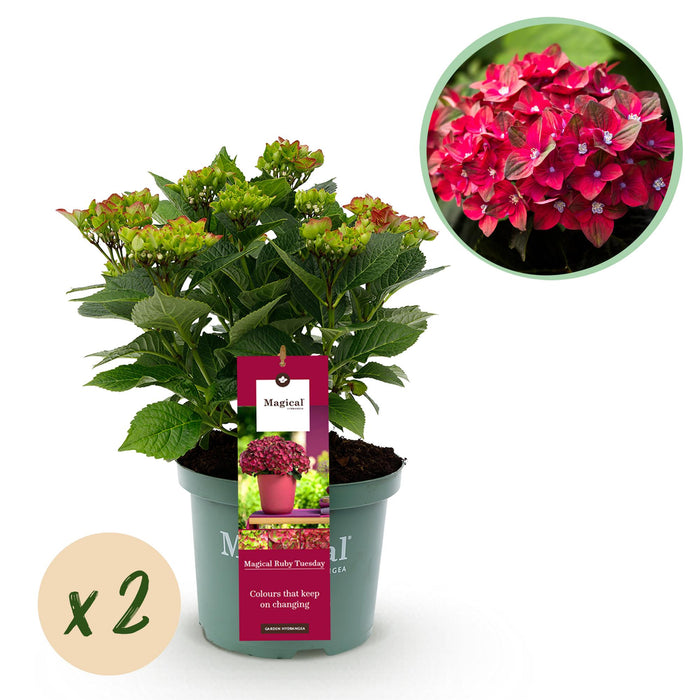 Terrasplant - Hortensia - Hydrangea Magical Teusday & Saphire - Rood - 6-10 Bloemen - 2 Planten - Pot 23cm Hoogte 55cm
