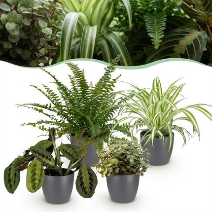 Box de plantes - Chlorophytum - Maranta - Callisia - Nephrolepsis - avec pots de fleurs gris - ↕25cm - Ø12cm - 4x