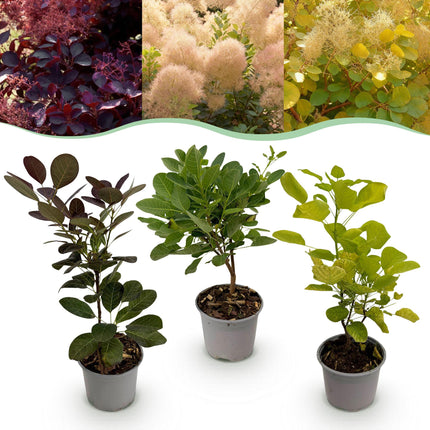 Cotinus coggygria Tricolour - Albero per parrucche - ↕35cm - Ø12cm - 3x