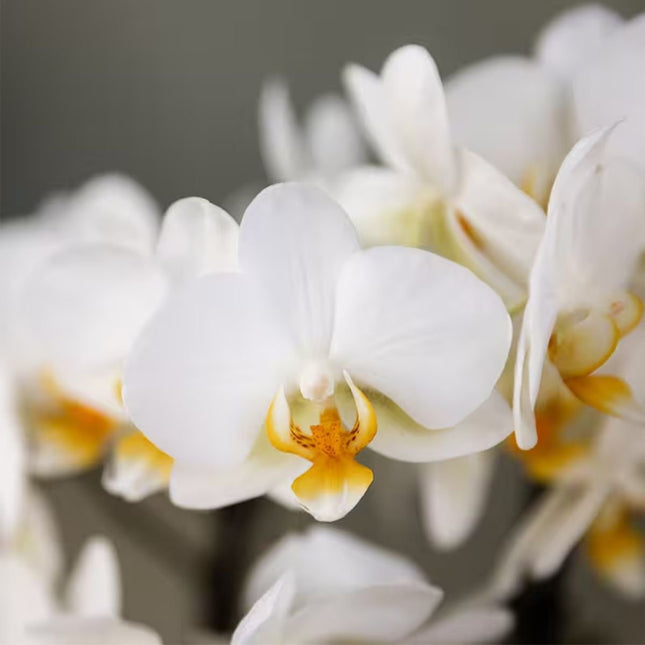 Kolibri Orchids | Combi Deal - 2 Witte Phalaenopsis Orchideeën Blossom Lausanne - Ø9 cm