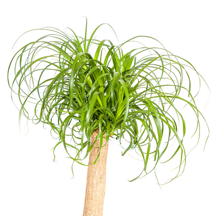 Beaucarnea Recurvata Stem with basket - Elephant's Foot Plant - ↕80-100cm - Ø24cm