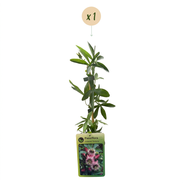 Passiflora Victoria - Passiflora Victoria - Rood - Roze - Klimplant - Ø9cm - ↕35cm