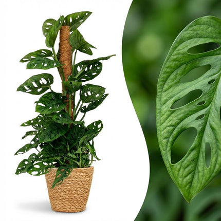 Monstera Andansonii Mosstok - Monkey Mask - met Mand - ↕90cm - Ø19cm