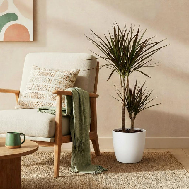Dracaena Magenta - Albero del drago - con vaso bianco - ↕90-100cm - Ø21cm