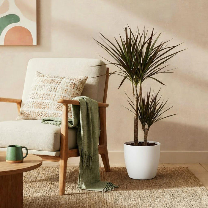 Dracaena Magenta - Dragon Tree - with white plant pot - ↕90-100cm - Ø21cm