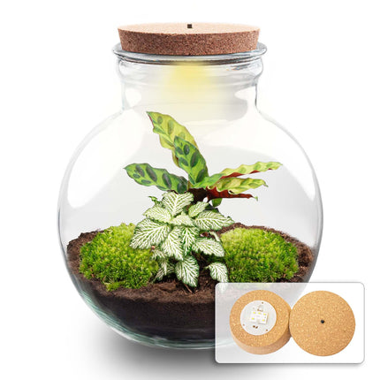Terrarium à plantes à faire soi-même (avec lumière) - Teddy - ↕26,5 cm - Ø25 cm - Avec liège LED