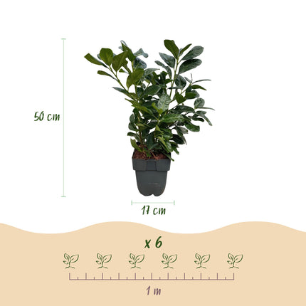 Prunus laurocerasus Etna - 1 linear meter - ↕50cm - Ø17cm - 6x