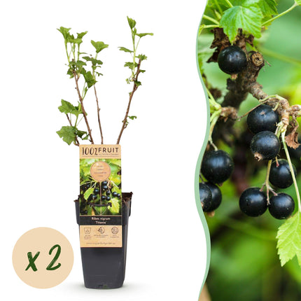 Ribes nigrum Titania - Berry plant - Hardy - Blackcurrant - 2 Plants - Pot 15cm - Height 50cm