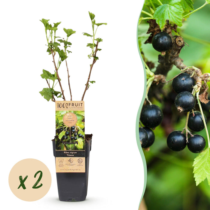 Ribes nigrum Titania - Pianta da bacche - Resistente - Ribes nero - 2 piante - Vaso 15 cm - Altezza 50 cm