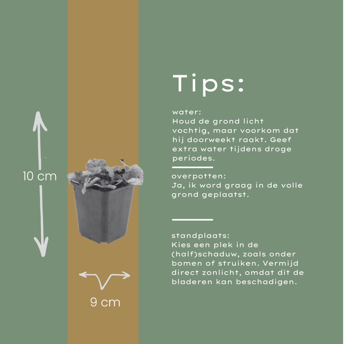 Tiarella cordifolia - ↕10-25cm - Ø9cm - 24x