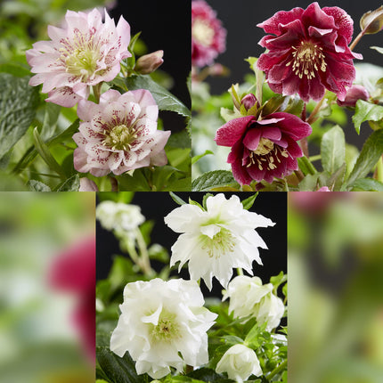 Rosa de primavera - Helleborus orientalis Doble Tricolor - Rosa - Rojo - Flor blanca - ↕35cm - Ø14cm -3x