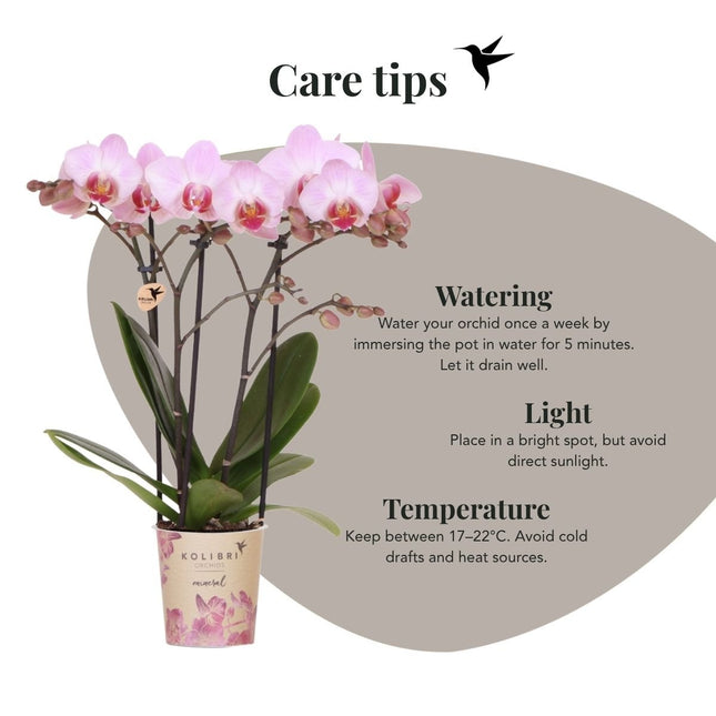 Kolibri Orchids | Roze Phalaenopsis orchidee - Mineral Antwerp - bloeiende kamerplant - vers van de kweker - Ø9cm