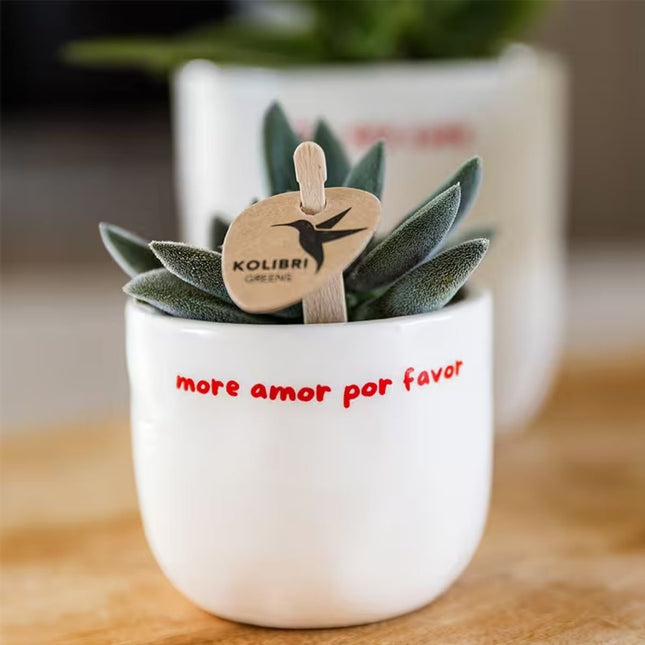 Kolibri Home | More Amor Por Favor blomkruka - Ø6cm
