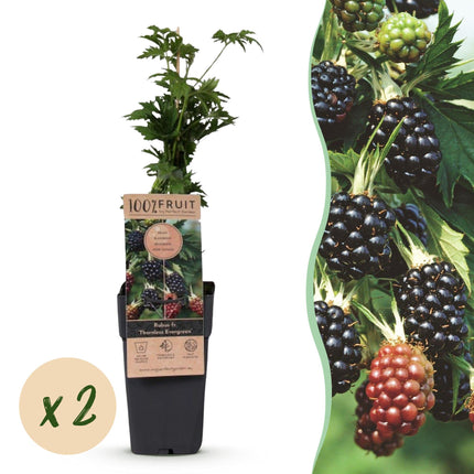 Rubus fruticosus Sempreverde Senza Spine - Pianta di Mora - Senza Spine - Mora - 2 Piante - Vaso da 15 cm - Altezza 50 cm