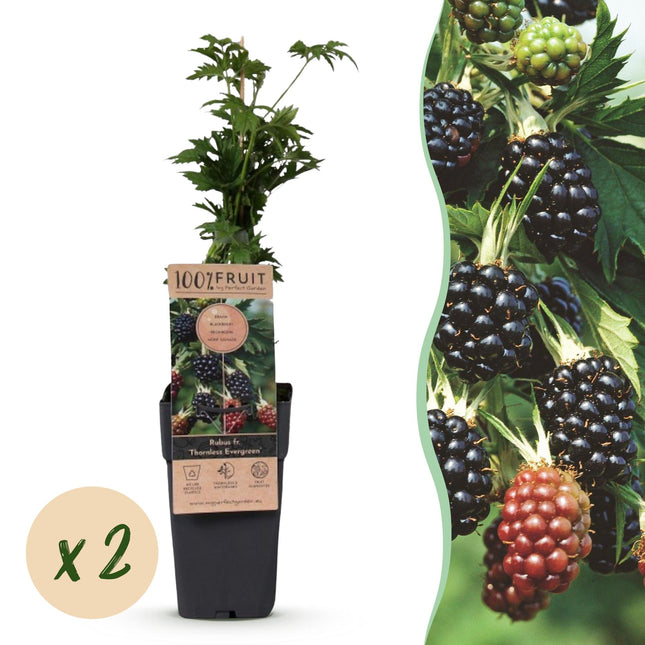 Rubus fruticosus Sempreverde Senza Spine - Pianta di Mora - Senza Spine - Mora - 2 Piante - Vaso da 15 cm - Altezza 50 cm