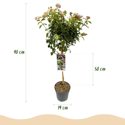 Viburnum tinus - Pianta su stelo - Pianta da terrazzo - ↕90cm - Ø19cm