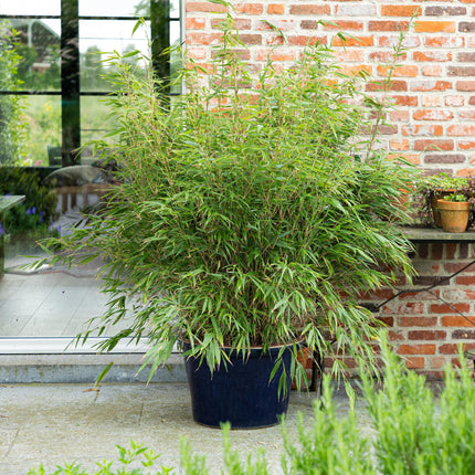 Fargesia Rufa - Niet Woekerende Bamboe - ↕80cm - Ø23cm - 2x
