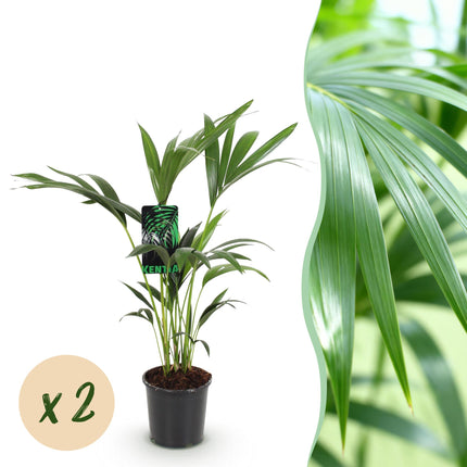 Howea Forsteriana - Kentiapalme - ↕70-75cm - Ø17cm - 2x