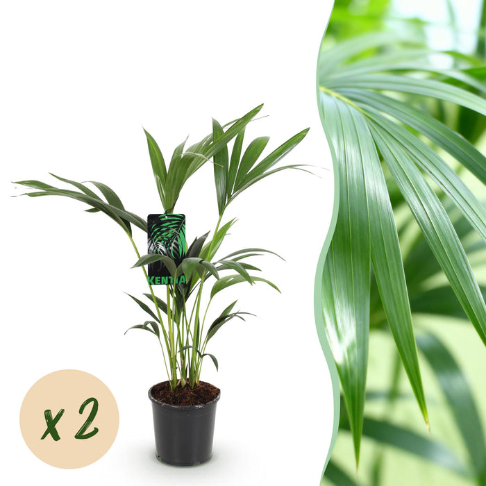 Howea Forsteriana - Kentiapalme - ↕70-75cm - Ø17cm - 2x