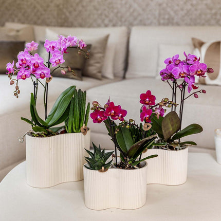 Orchidea Phalaenopsis viola in vaso, diametro 9 cm | Chamonix | pianta da interno fiorita