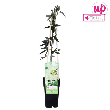Fiore della passione - Passiflora white caerulea 'Constance Elliot' - ↕65cm - Ø15cm