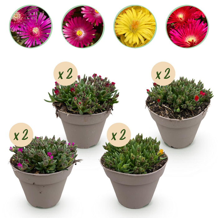 Bodembekker - Winterhard - Delosperma - 8 Planten - Kleuren Rood - Geel - Paars - Roze - Weinig Onderhoud - Pot 14 Hoogte 17
