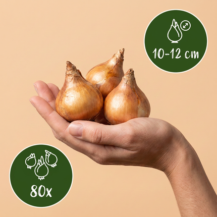80x Narcissus mix - Bloembollen - Diversen - Voorjaarsbloeier - Bolmaat 10/12