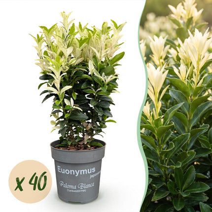Euonymus japonica Paloma Blanca - Kardinaalsmuts - 40x Haagplanten - Groenblijvend - Groen - Wit - Pot 9cm - Hoogte 20-30cm