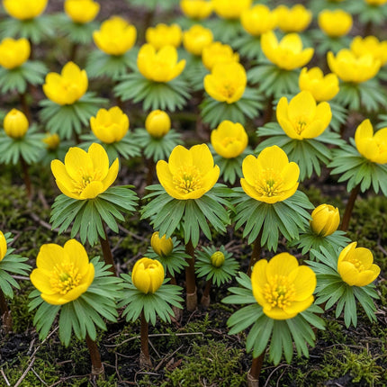 Bulbes de fleurs - Eranthis Cilicica - Couleur jaune - 25 pièces - Calibre 4/5 - Paquet XXL