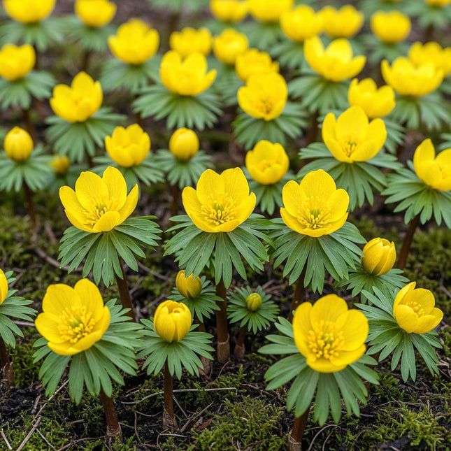 Bulbi di fiori - Eranthis Cilicica - Colore giallo - 25 pezzi - Dimensione bulbo 4/5 - Confezione XXL