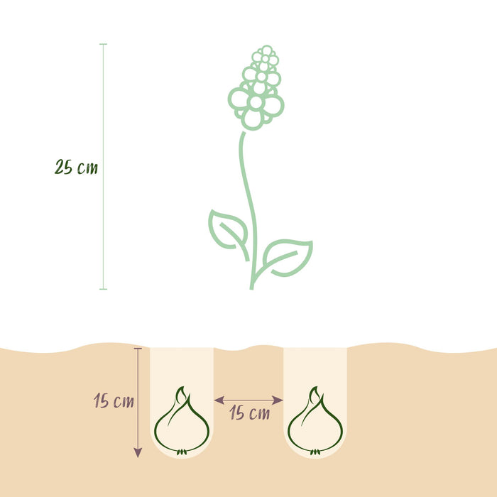 Bloembollen - Hyacinth Pastel mix - Diversen Pastel Kleuren - 10 stuks - Bolmaat 14/15 - XXL Pack