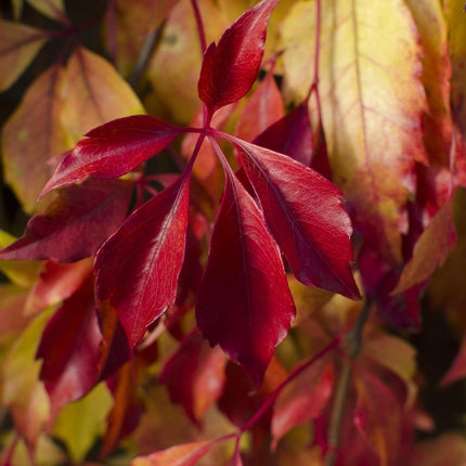Parthenocissus henryana - Parra virgen - ↕65cm - Ø15cm