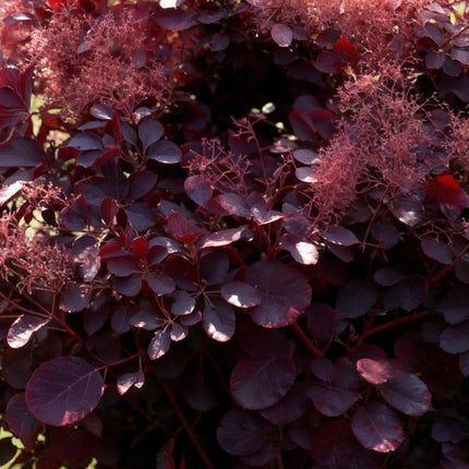Cotinus coggygria Lilla - Smoke Tree - Purple - ↕35cm - Ø12cm - 3x