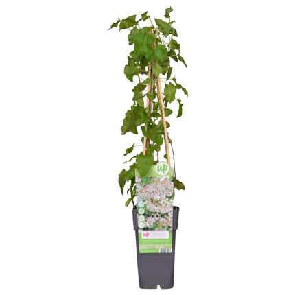 Fallopia Baldschuanica - Bridal Veil - ↕65cm - Ø15cm