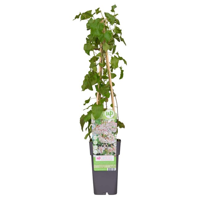Fallopia Baldschuanica - Brautschleier - ↕65cm - Ø15cm