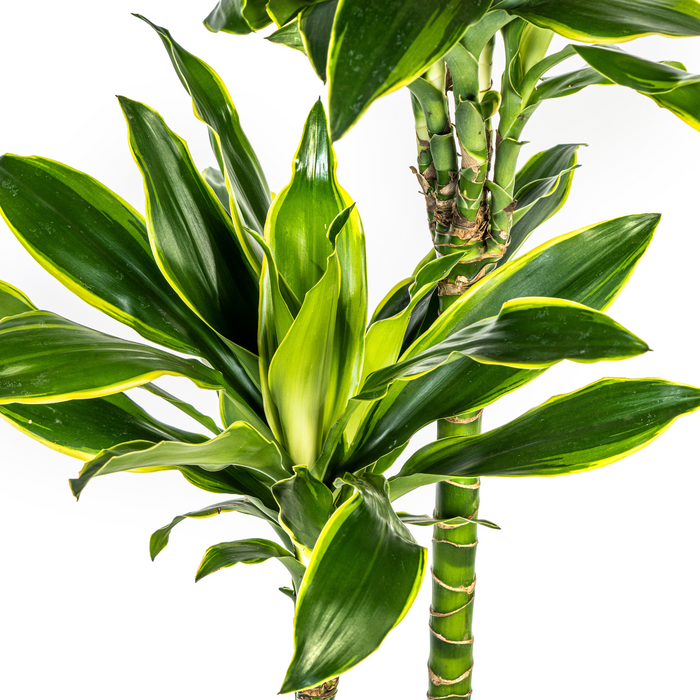 Dracaena Fragrans Golden Coast met mand Ø24cm - ↕130 - 150cm