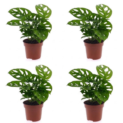 Monstera Adansonii - Rhaphidophora Tetrasperma - 4x - Pot 12cm - Hoogte - 25cm