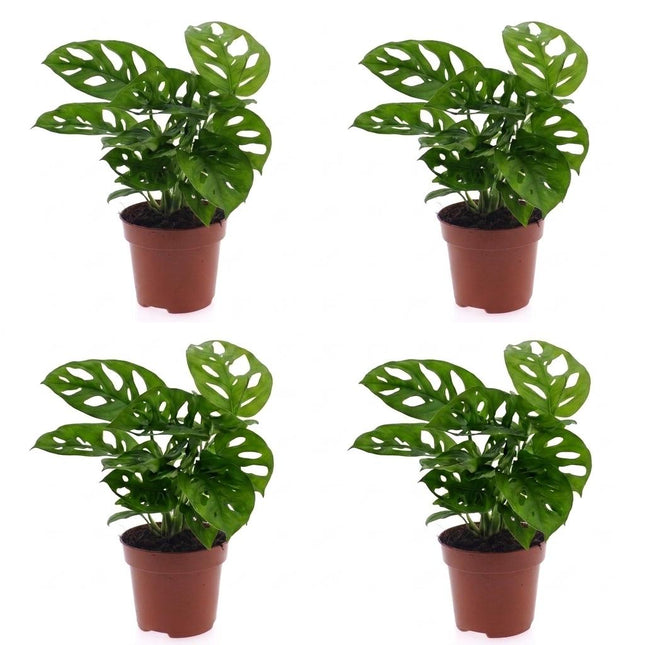 Monstera Adansonii - Rhaphidophora Tetrasperma - 4x - Doniczka 12cm - Wysokość - 25cm