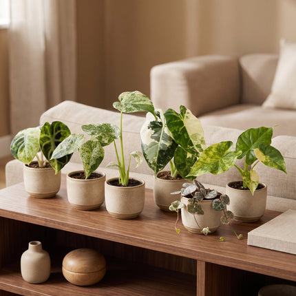 Baby Planten Variegata Mix - Diversen 6x - Tropisch - Ø6cm - ↕10-15cm