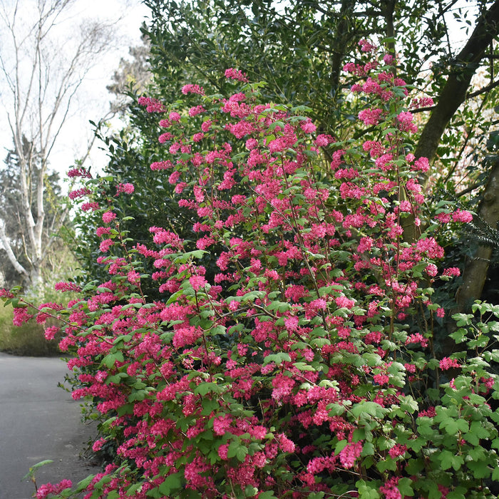 Heesters -  Ribes sanguineum Kind Edward - Bloem Rood - 1 Plant - Bladverliezend - Weinig Onderhoud - Pot 17cm Hoogte 45cm