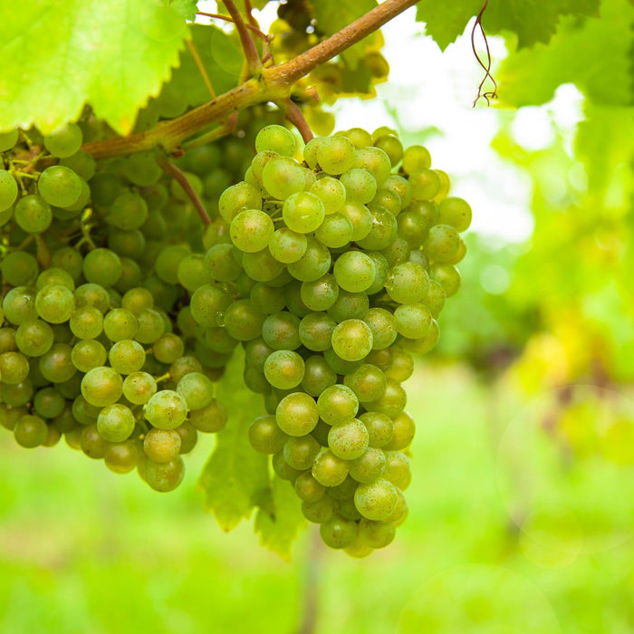 Fruitplant - Witte Druif - Vitis vinifera Vroege van der Laan - 2 planten - Pot 15cm Hoogte 50cm
