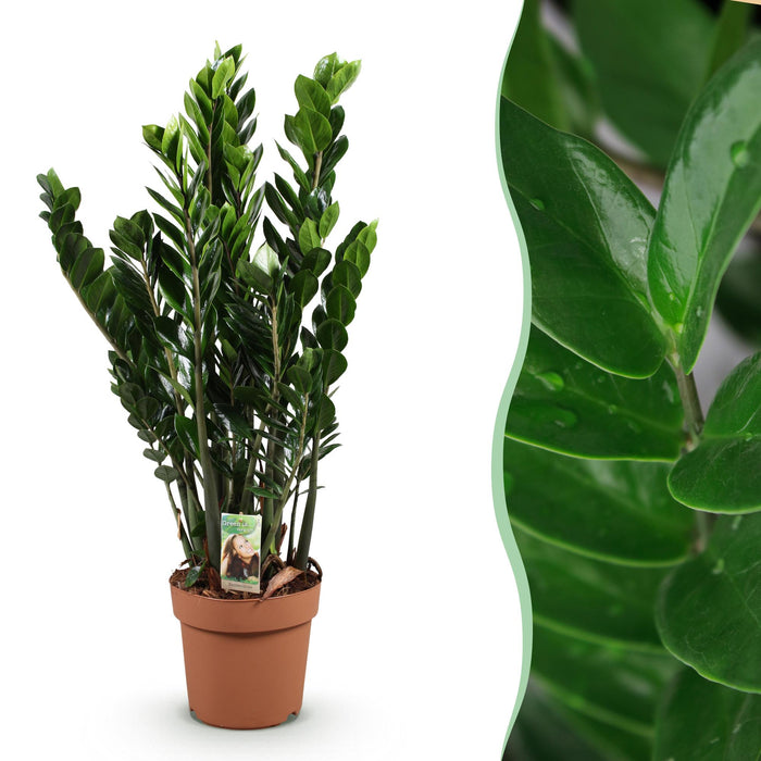 Zamioculcas - ZZ-plant - ↕80-90cm - Ø21cm