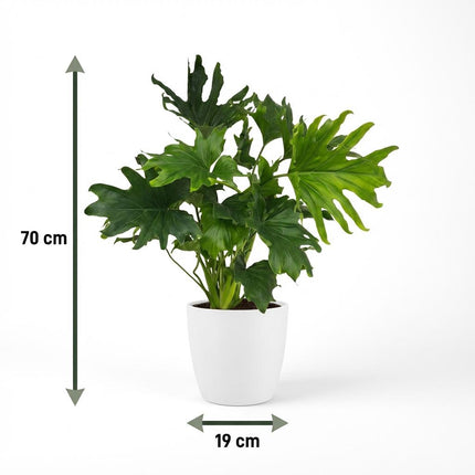 Philodendron Lickety split - met witte pot - ↕70cm - Ø19cm
