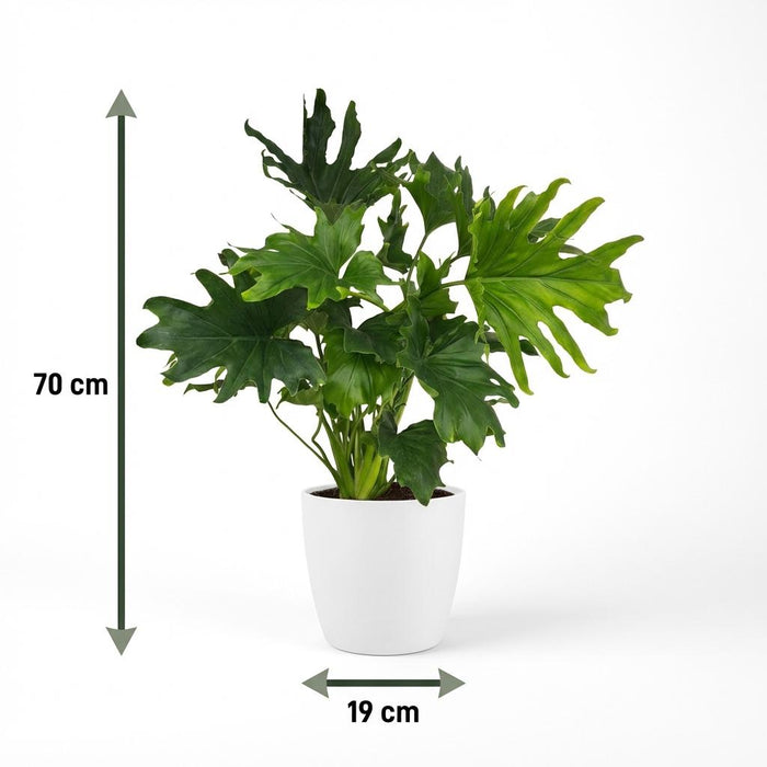 Philodendron Lickety split - med hvid potte - ↕70cm - Ø19cm