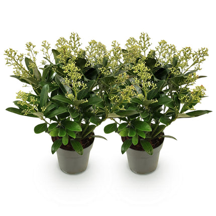 Skimmia Japonica Finchy - Bloem Wit - 15+ Bloemen - ↕30cm - Ø15cm - 2x