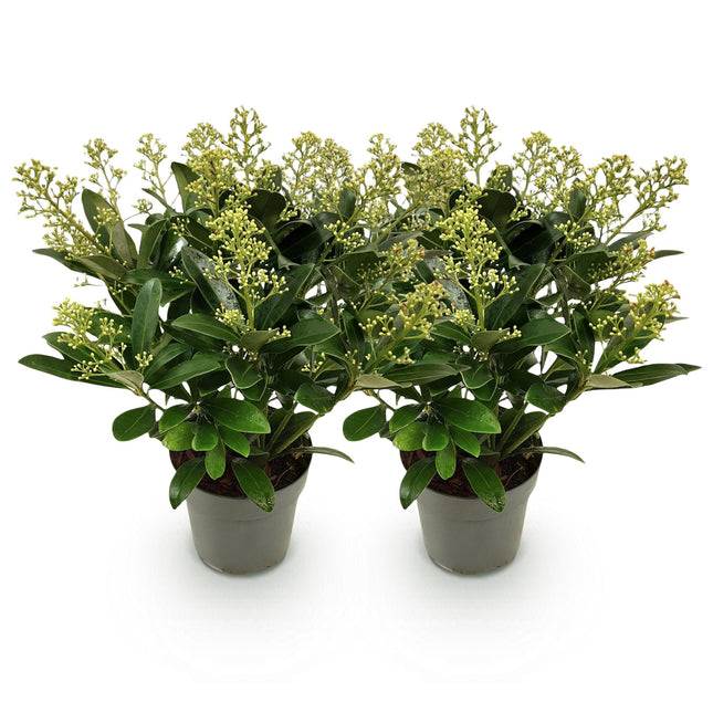 Skimmia japonica 'Finchy' – Weißblühend – 15+ Blüten – ↕30 cm – Ø15 cm – 2 Stück