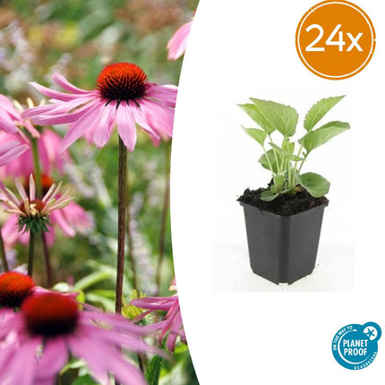 Echinacea Purpurea 'Magnus' - Zonnehoed - ↕10-25cm - Ø9cm - 24x